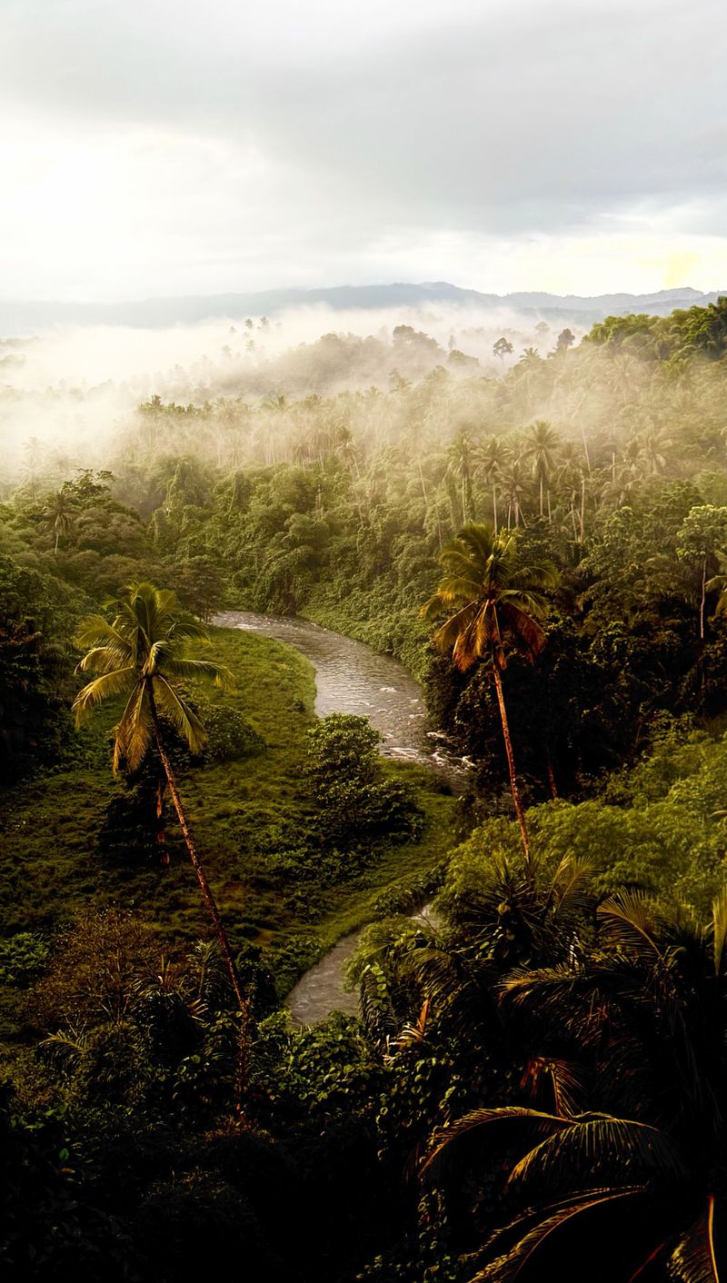 A river winding through misty tropical rainforest