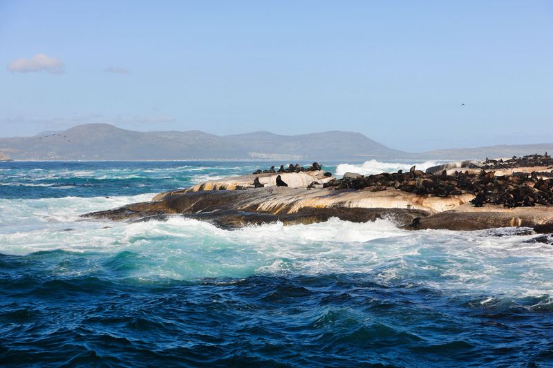 Seal Island, South Africa