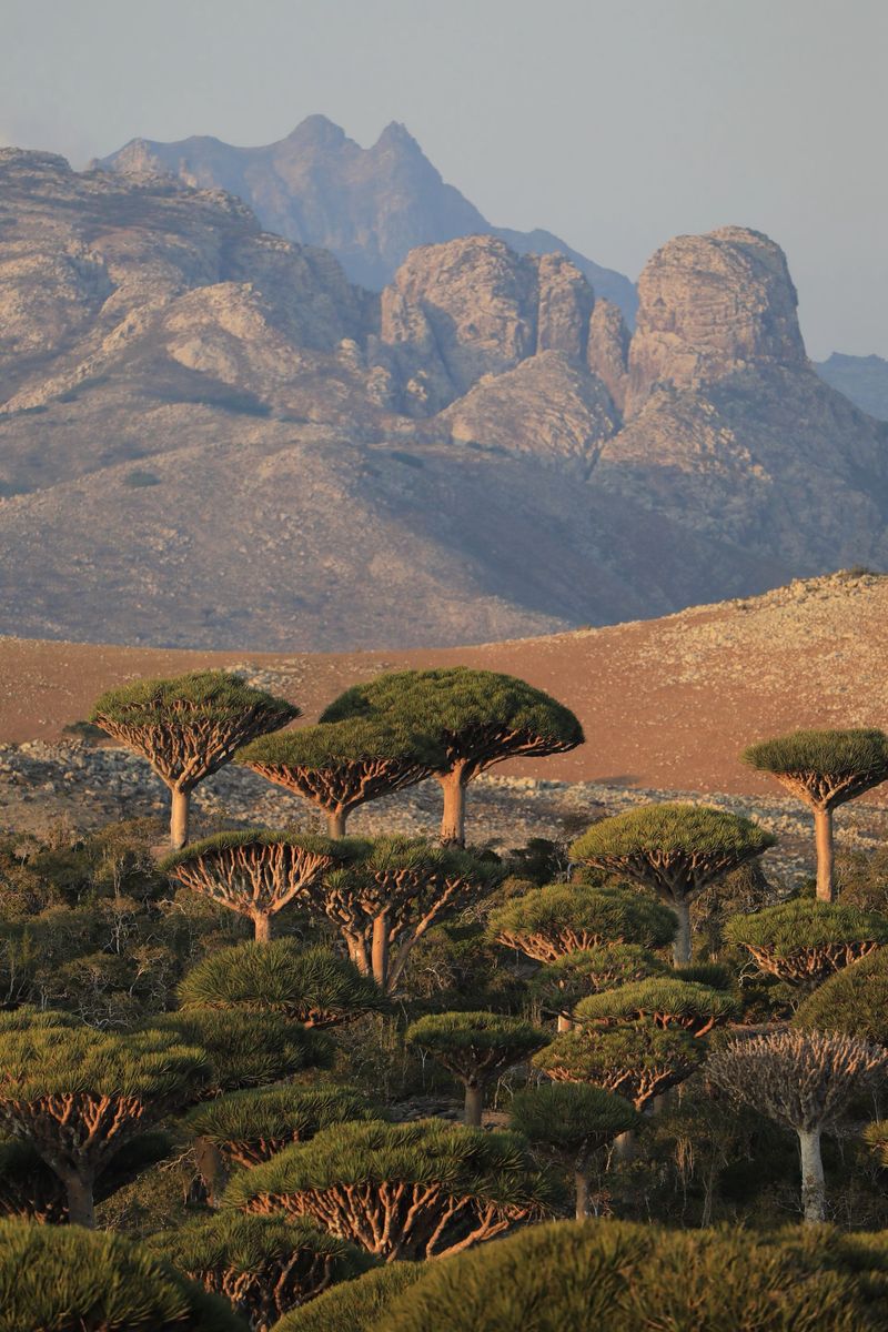 Dragon blood trees, Socotra
